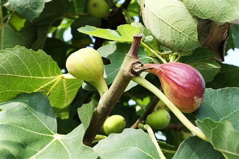 開花無花果花|イチジク（無花果）とは？育て方・栽培方法